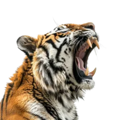 Fototapete Tiger Close-up of a roaring tiger displaying its sharp teeth. Majestic animal showcasing strength and dominance in the wild.  © JR-50