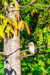 Closeup of kookaburra in its natural habitat on Magnetic Island, Queensland, Australia. Kookaburras live in Eastern Australia and they are protected by Australian law.
