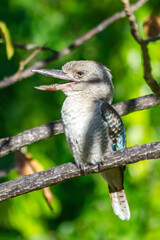 Closeup of kookaburra in its natural habitat on Magnetic Island, Queensland, Australia. Kookaburras live in Eastern Australia and they are protected by Australian law.