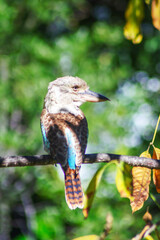 Closeup of kookaburra in its natural habitat on Magnetic Island, Queensland, Australia. Kookaburras live in Eastern Australia and they are protected by Australian law.