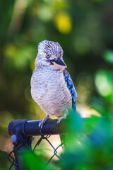 Closeup of kookaburra in its natural habitat on Magnetic Island, Queensland, Australia. Kookaburras live in Eastern Australia and they are protected by Australian law.