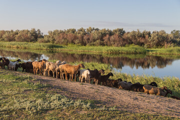 A flock of sheep came to the river to drink. Sheep near the river. Cattle breeding in Kazakhstan. Sheep breeding.
