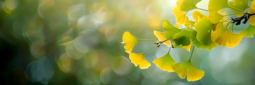 Green and yellow ginko leaves. AI generative.