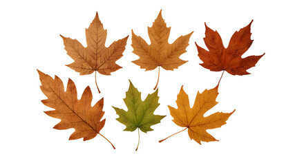 Fototapeta premium Autumn Leaves Clip Art on Transparent Background