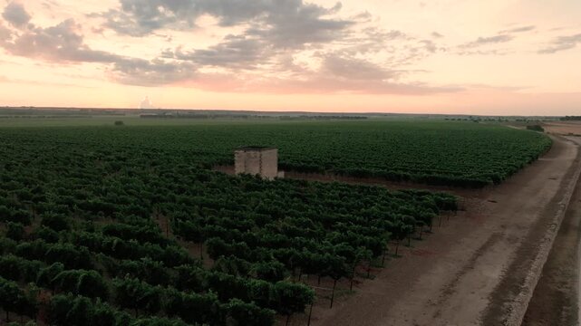 Vineyard at dawn 4