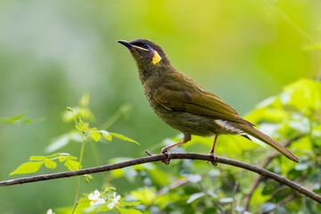 Lewin's Honeyeater