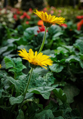 Two yellow gerbera daisies growing in a lush garden