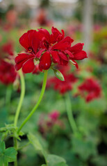 Red geranium blooming in garden setting