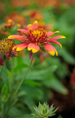 Beautiful red and yellow gaillardia flower blooming in the garden
