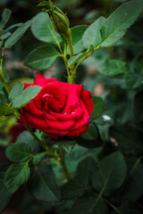 Beautiful red rose blooming in a garden