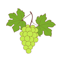 Fototapeta premium Grapes on branch with green berries and leaves on white background.
