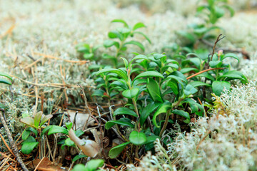 Macro of sprig of lingonberry with green leaves, growing in the Finnish forest. Nature background. Wild partridgeberry, or cowberry grows in the pine forest.