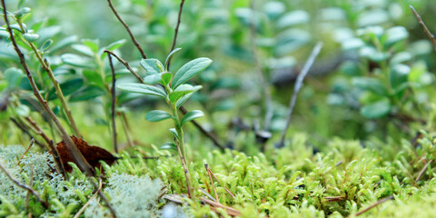 Macro of sprig of lingonberry with green leaves, growing in the Finnish forest. Nature background. Wild partridgeberry, or cowberry grows in the pine forest.