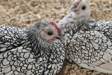Rooster, hen on private farm in chicken coop close up. Comb and beak. Poultry farming and agriculture. Pure bred. 
