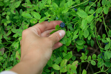 Woman hands picking ripe fresh organic natural delicious and healthy Wild blueberries growing among the bushes in summer forest of Finland