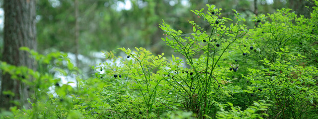 Close-up banner of wild blueberry twigs with ripe fresh organic natural blueberries in summer forest of Finland with bokeh