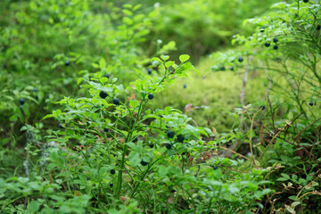 Close-up banner of wild blueberry twigs with ripe fresh organic natural blueberries in summer forest of Finland, texture, background