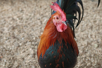 Rooster on private farm in chicken coop close-up. Comb and beak. Poultry farming and agriculture. Pure bred. 