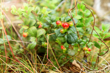 A sprig of semi-red ripening wholesome lingonberry with green leaves and grass on a blurred...