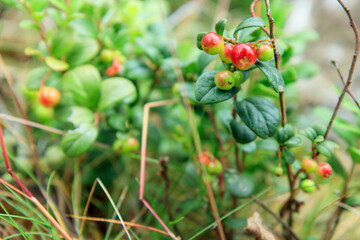 A sprig of semi-red ripening wholesome lingonberry with green leaves and grass on a blurred background. Nature background. Wild partridgeberry, or cowberry grows in the pine forest.