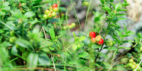 A sprig of semi-red ripening wholesome lingonberry with green leaves and grass on a blurred background. Nature background. Wild partridgeberry, or cowberry grows in the pine forest.