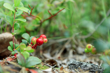 A sprig of semi-red ripening wholesome lingonberry with green leaves and grass on a blurred...