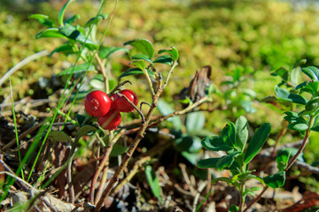Lingonberry growing in the forest closeup. Ripe red lingonberry berry in the wild after rain, soft focus. Beautiful Nature Web banner or Wallpaper With Copy Space for design