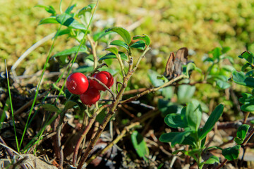 Lingonberry growing in the forest closeup. Ripe red lingonberry berry in the wild after rain, soft focus. Beautiful Nature Web banner or Wallpaper With Copy Space for design