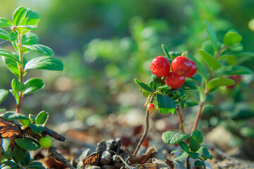 Lingonberry growing in the forest closeup. Ripe red lingonberry berry in the wild after rain, soft focus. Beautiful Nature Web banner or Wallpaper With Copy Space for design