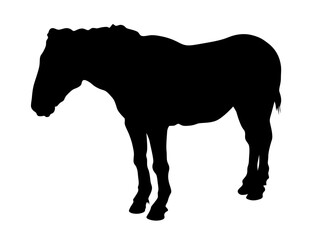 Horseman rides a horse on a white background