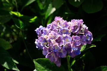 A Cluster of Vibrant Hydrangeas Basking in the Summer Sun