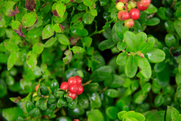 Obraz premium A sprig of semi-red ripening wholesome lingonberry with green leaves and grass on a blurred background. Nature background. Wild partridgeberry, or cowberry grows in the pine forest.