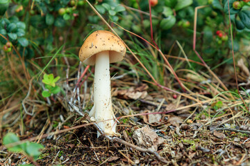 non-edible amanita, toadstool mushroom, fresh and natural rough boletus in the autumn mossy forest