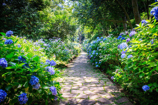 A Serene Path Through a Hydrangea-Lined Garden, Shimoda, Japan