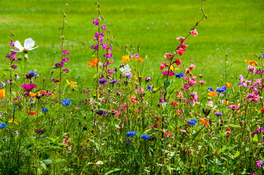 Close up of colorful summer flowers in a field on a sunny day