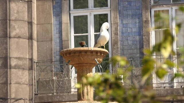 Seagulls on fountain about Church of Trinity in Porto, Portugal