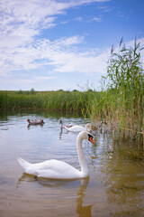 a large, white swan close-up on a wild lake with her children in the background