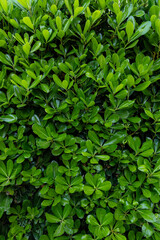 abstract green leaves texture, tropical leaf foliage nature green background