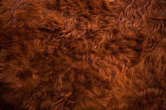 Close up of brown cow fur.