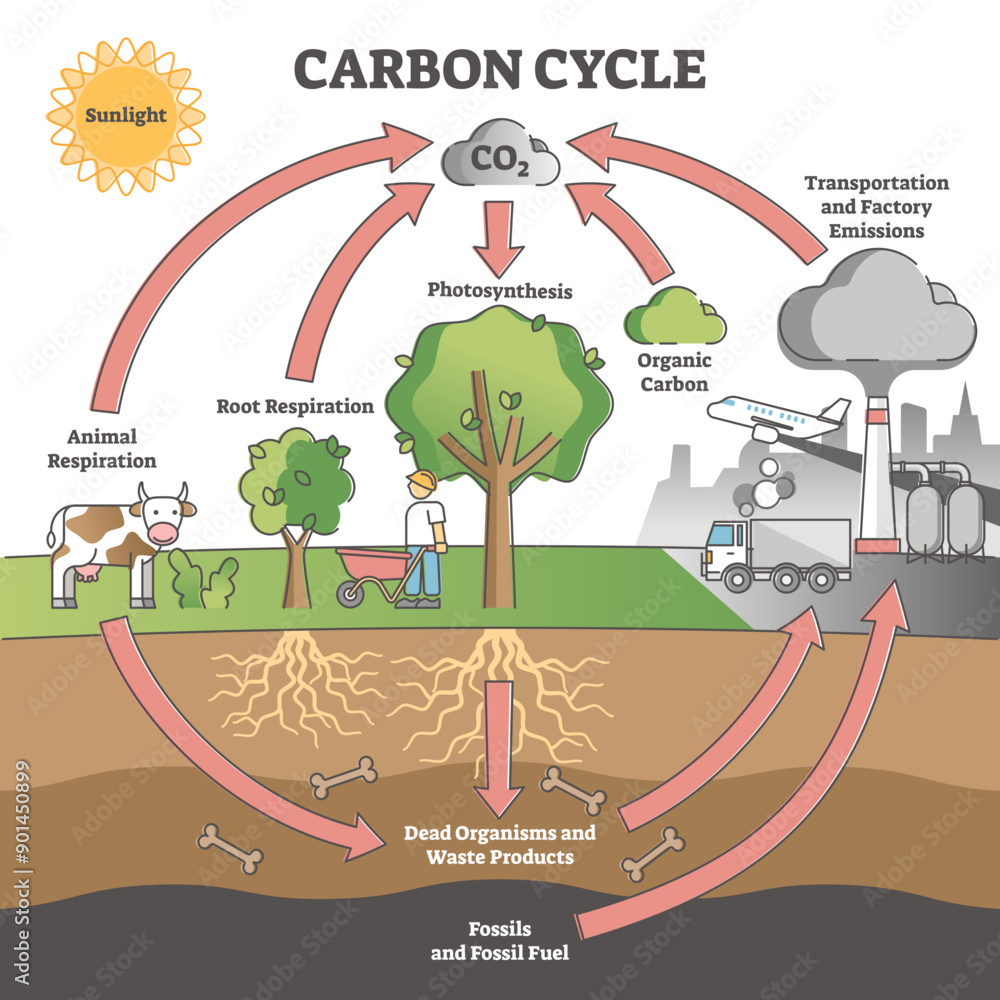Poster carbon cycle with co2 dioxide gas exchange process scheme outline concept, transparent background. p