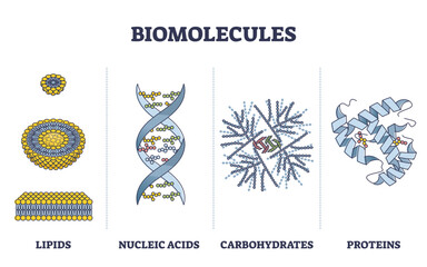 Biomolecules or biological molecules type collection in outline diagram, transparent background. Labeled educational lipids, nucleic acid, carbohydrate and proteins visual comparison illustration.