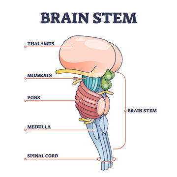 Brain stem parts anatomical model in educational labeled outline diagram, transparent background. Biological sections location with titles scheme illustration. Thalamus, midbrain, pons.