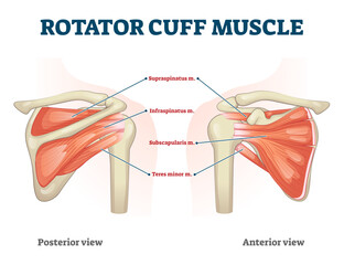 Rotator cuff muscle with anatomical posterior and anterior view expample, transparent background. Educational labeled scheme with supraspinatus, infraspinatus.