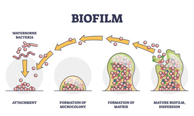 Biofilm formation stages with development and dispersion outline diagram, transparent background. Labeled educational process explanation with waterborne bacteria, microcolony.