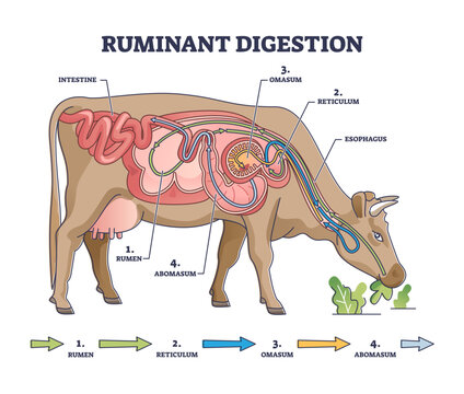 Ruminant digestion system with inner digestive structure outline diagram, transparent background. Labeled educational scheme with rumen, reticulum, omasum and abomasum process stages illustration.