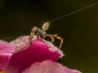 Flower crab spider on lurking on flower petals