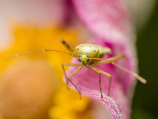 Lygus pratensis bug on flowerhead