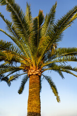 Tropical palm tree with blue sky, close-up