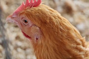 Hen on private farm in chicken coop close up. Comb and beak. Poultry farming and agriculture. Purebred breeding. 