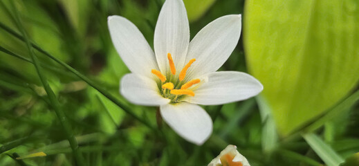 Zephyranthes candida white windflower, Peruvian swamp lily, autumn zephir lily, fairy lily good for multimedia background and content